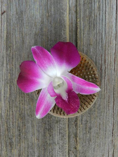 Bi-Color Purple/ White Dendrobium Orchid